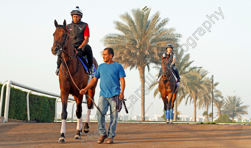 Economic-Model-0001 
 ECONOMIC MODEL exercising in preparation for The Godolphin Mile at Meydan 29 Mar 2018 - Pic Steven Cargill / Racingfotos.com