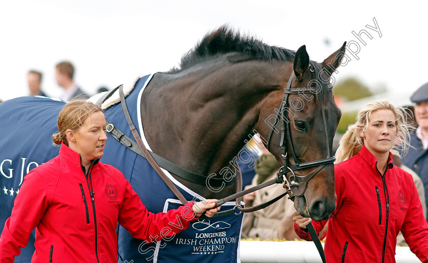 Sizing-John-0001 
 SIZING JOHN parading at The Curragh 10 Sep 2017 - Pic Steven Cargill / Racingfotos.com