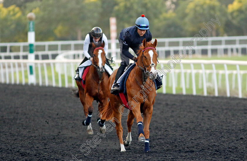 Holloway-Boy-0003 
 HOLLOWAY BOY training at the Dubai Racing Carnival 
Meydan 2 Jan 2025 - Pic Steven Cargill / Racingfotos.com