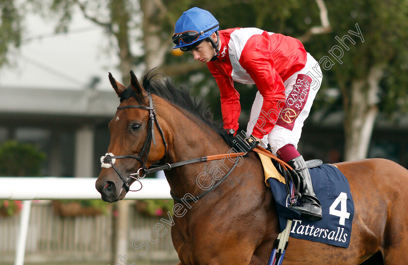 Veracious-0003 
 VERACIOUS (Oisin Murphy) before The Tattersalls Falmouth Stakes
Newmarket 12 Jul 2019 - Pic Steven Cargill / Racingfotos.com