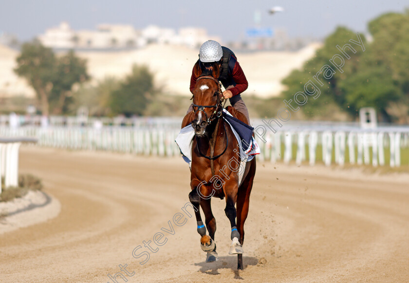 Penja-0004 
 PENJA exercising in preparation for Friday's Bahrain International Trophy
Sakhir Racecourse, Bahrain 17 Nov 2021 - Pic Steven Cargill / Racingfotos.com