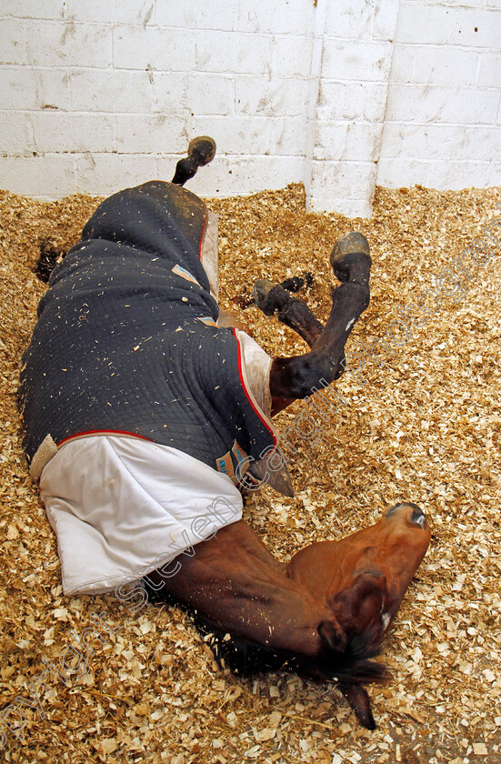 Cue-Card-0006 
 CUE CARD enjoying a a roll at Colin Tizzard's stables near Sherborne 21 Feb 2018 - Pic Steven Cargill / Racingfotos.com