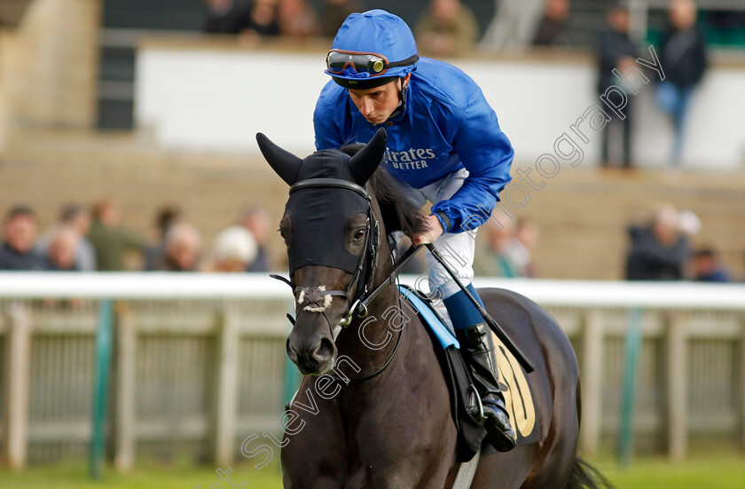 Point-Sur-0008 
 POINT SUR (William Buick) winner of The Join Racing TV Now Novice Stakes
Newmarket 25 Oct 2023 - Pic Steven Cargill / Racingfotos.com