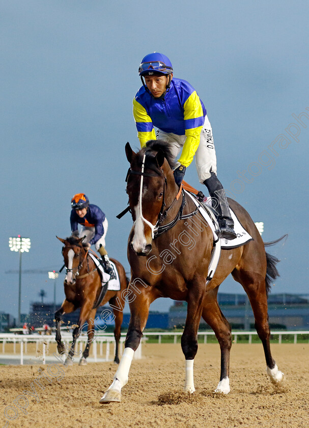 Megdam-0001 
 MEGDAM (Osca Chavez)
Meydan 2 Feb 2024 - Pic Steven Cargill / Racingfotos.com