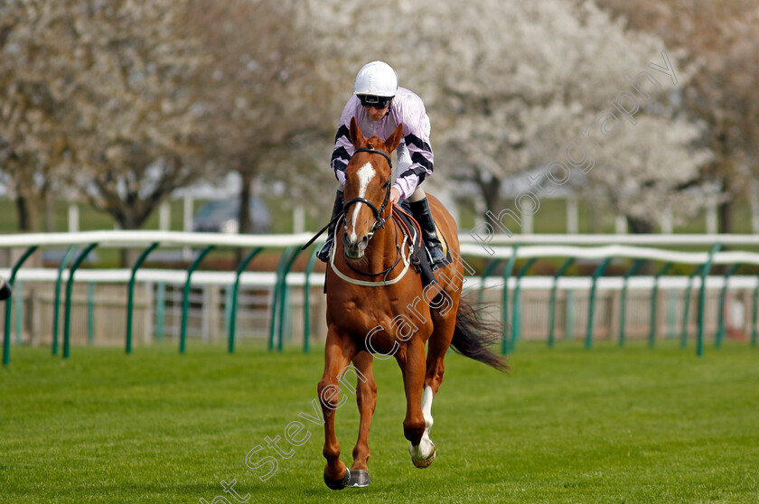 Dutch-Decoy-0001 
 DUTCH DECOY (Joe Fanning)
Newmarket 18 Apr 2023 - Pic Steven Cargill / Racingfotos.com