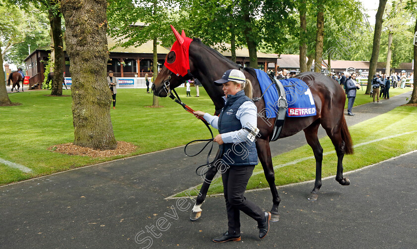 Asfoora-0005 
 ASFOORA 
Haydock 25 May 2024 - Pic Steven Cargill / Racingfotos.com