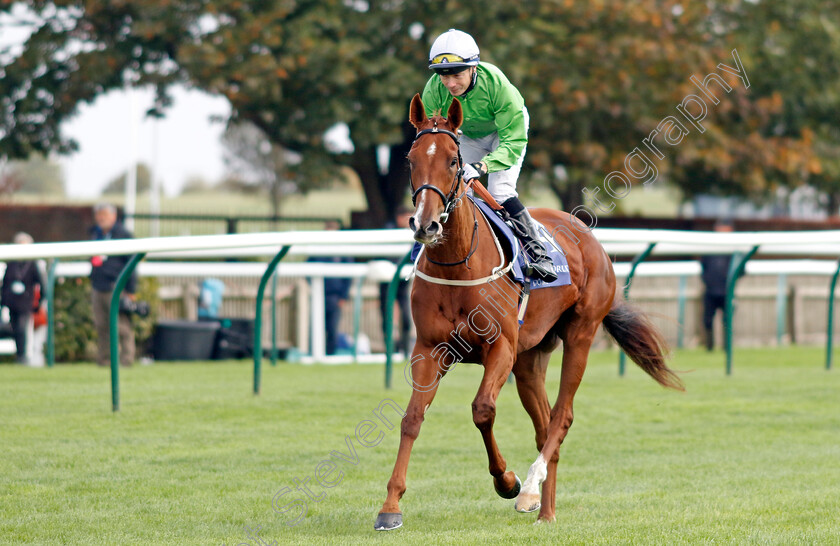 Arisaig-0001 
 ARISAIG (Jamie Spencer) 
Newmarket 27 Sep 2024 - Pic Steven Cargill / Racingfotos.com