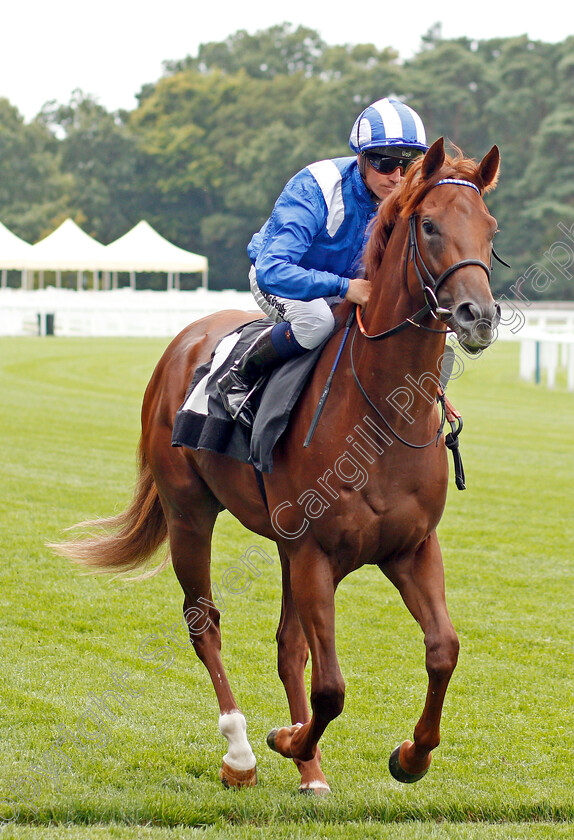 Molatham-0001 
 MOLATHAM (Jim Crowley)
Ascot 26 Jul 2019 - Pic Steven Cargill / Racingfotos.com