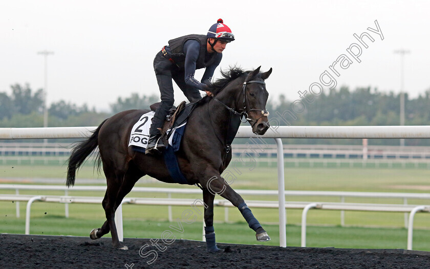 Pogo-0002 
 POGO training for the Al Quoz Sprint
Meydan, Dubai, 21 Mar 2023 - Pic Steven Cargill / Racingfotos.com