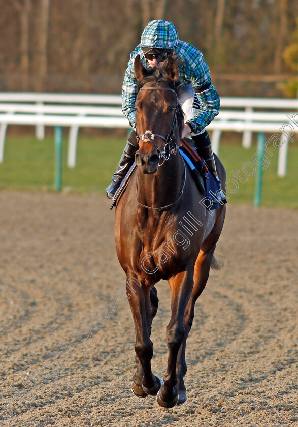 Silent-Witness-0001 
 SILENT WITNESS (Luke Morris)
Lingfield 8 Feb 2020 - Pic Steven Cargill / Racingfotos.com