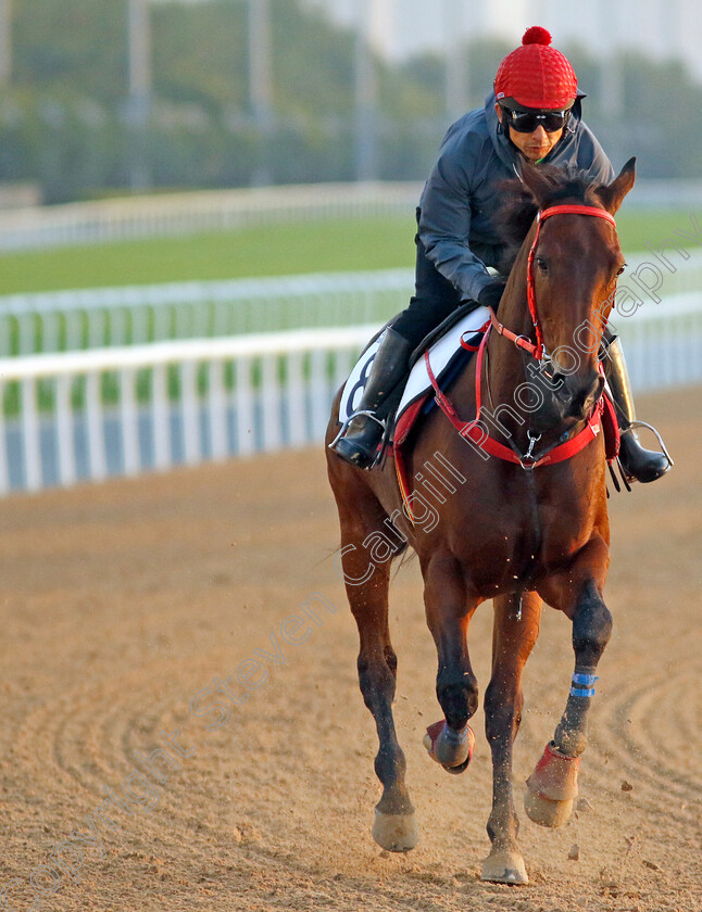 Romantic-Warrior-0004 
 ROMANTIC WARRIOR training for the Dubai Racing Carnival
Meydan 22 Jan 2025 - Pic Steven Cargill / Racingfotos.com