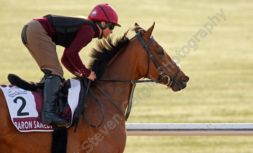 Baron-Samedi-0002 
 BARON SAMEDI training for the Dubai Gold Cup
Meydan, Dubai, 23 Mar 2022 - Pic Steven Cargill / Racingfotos.com