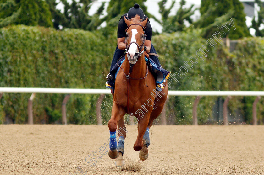 Justify-0007 
 JUSTIFY (Martine Garcia) exercising in preparation for The Belmont Stakes
Belmont Park USA 7 Jun 2018 - Pic Steven Cargill / Racingfotos.com