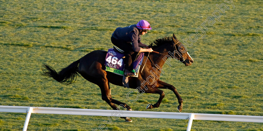 Raqiya-0002 
 RAQIYA training for the Breeders' Cup 
Del Mar USA 30 Oct 2024 - Pic Steven Cargill / Racingfotos.com