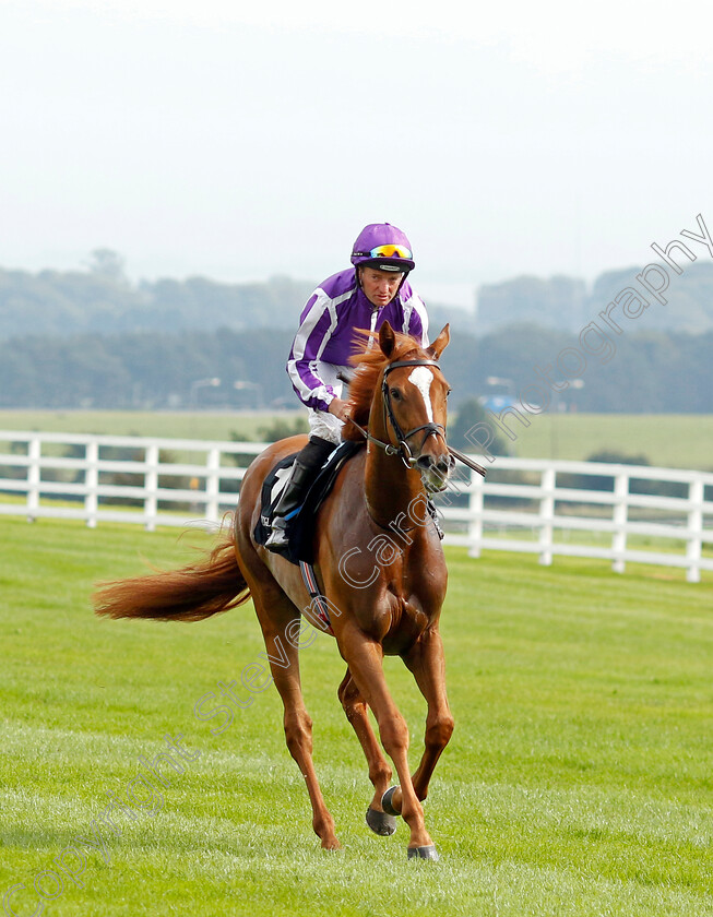 Brilliant-0002 
 BRILLIANT (Seamie Heffernan)
The Curragh 10 Sep 2023 - Pic Steven Cargill / Racingfotos.com