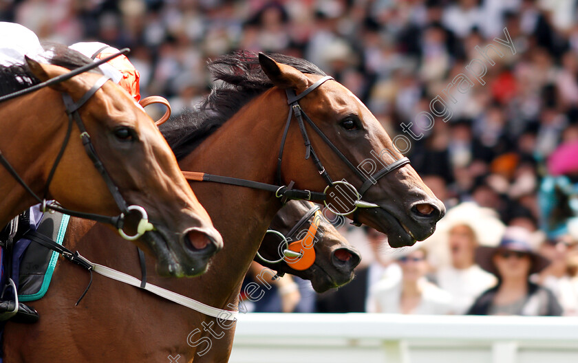 Signora-Cabello-0005 
 SIGNORA CABELLO (Oisin Murphy) wins The Queen Mary Stakes
Royal Ascot 20 Jun 2018 - Pic Steven Cargill / Racingfotos.com