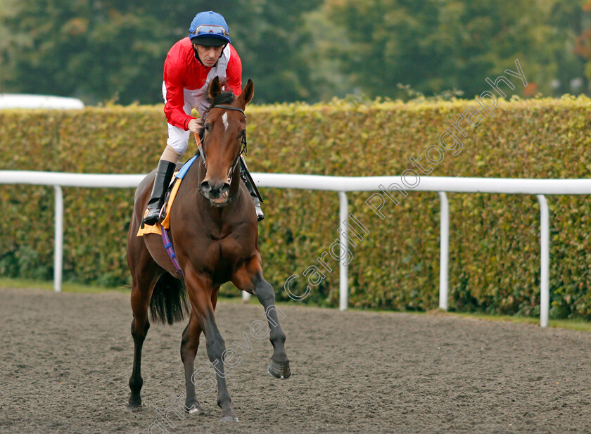 Homeopathic-0001 
 HOMEOPATHIC (Ted Durcan) winner of The Matchbook British Stallion Studs EBF Fillies Novice Stakes Div2 Kempton 25 Sep 2017 - Pic Steven Cargill / Racingfotos.com