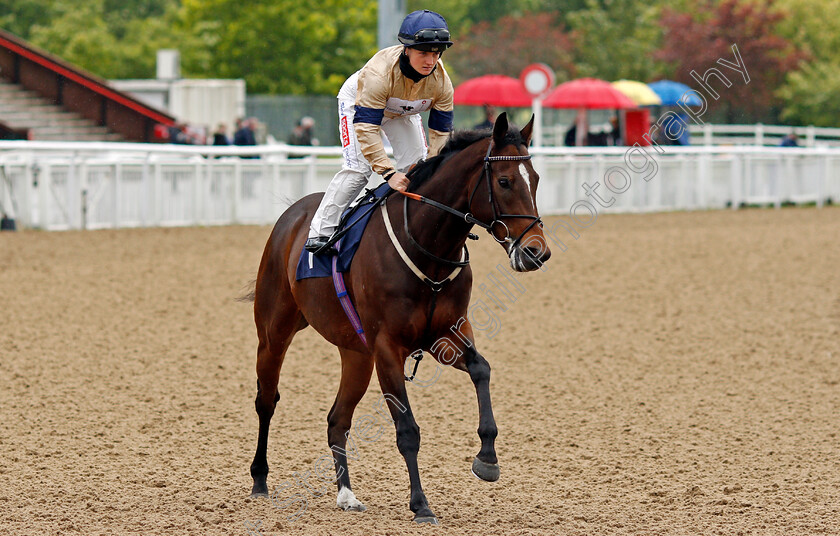 Miquelon-0001 
 MIQUELON (Hollie Doyle)
Wolverhampton 24 May 2021 - Pic Steven Cargill / Racingfotos.com