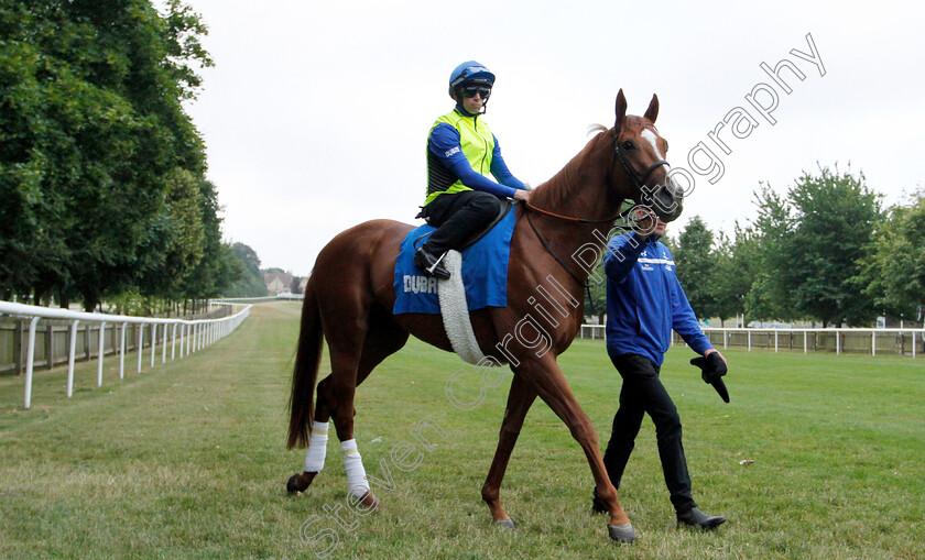 Masar-0002 
 MASAR (Brett Doyle) steps on to the track before working at 6am
Newmarket 30 Jun 2018 - Pic Steven Cargill / Racingfotos.com