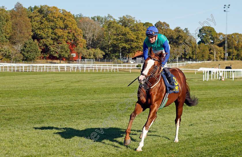 El-Guanche-0001 
 EL GUANCHE (Oliver Wilson)
Bro Park, Sweden 15 Sep 2024 - Pic Steven Cargill / Racingfotos.com