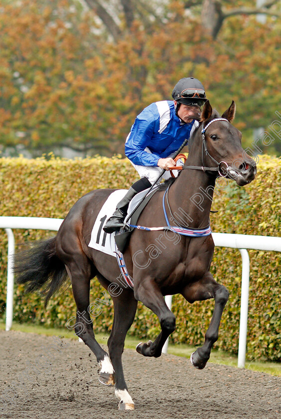 Saffah-0001 
 SAFFAH (Dane O'Neill) Kempton 25 Sep 2017 - Pic Steven Cargill / Racingfotos.com