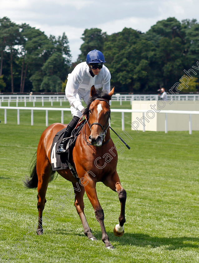 Fire-Flame-0001 
 FIRE FLAME (James Doyle)
Ascot 27 Jul 2024 - Pic Steven Cargill / Racingfotos.com