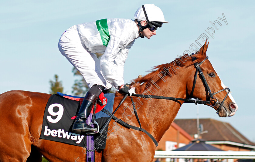 Utmost-0001 
 UTMOST (Robert Havlin) Lingfield 24 Feb 2018 - Pic Steven Cargill / Racingfotos.com