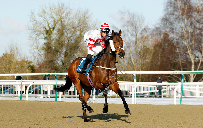 Young-Fire-0002 
 YOUNG FIRE (Sean Levey)
Lingfield 21 Jan 2023 - Pic Steven Cargill / Racingfotos.com