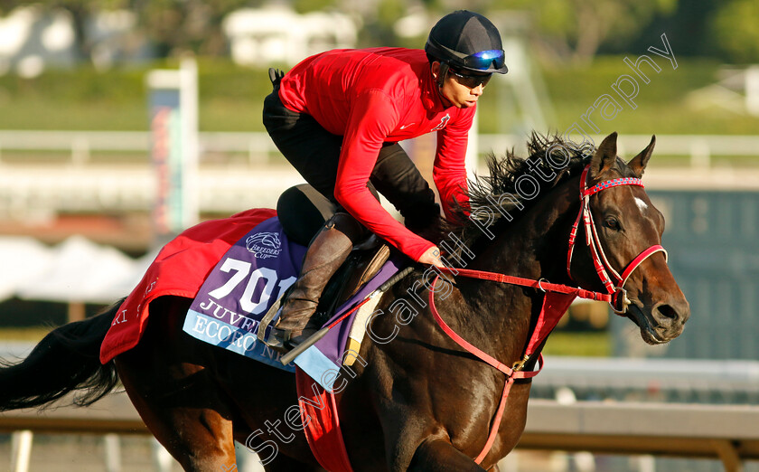 Ecoro-Neo-0002 
 ECORO NEO training for The Breeders' Cup Juvenile 
Santa Anita USA, 30 October 2023 - Pic Steven Cargill / Racingfotos.com