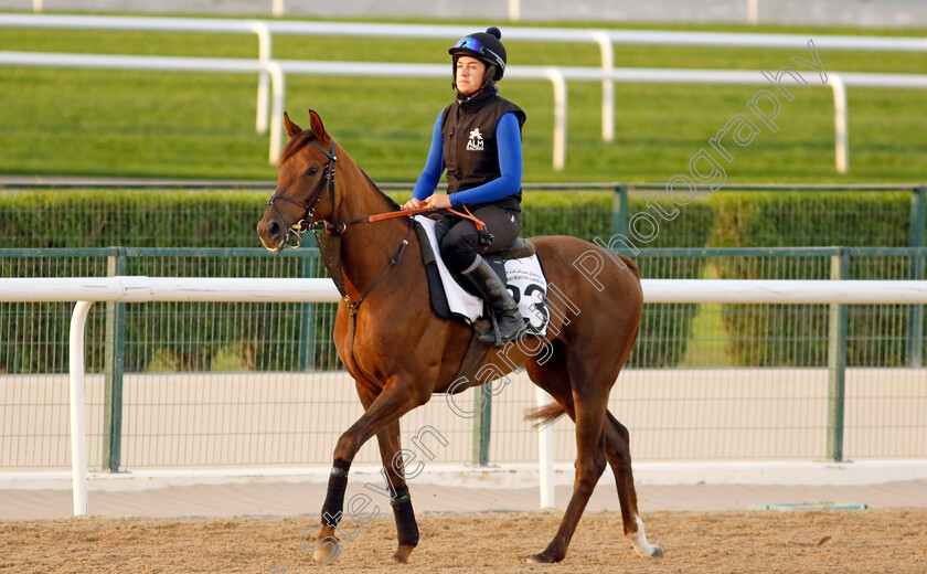 Geologist-0001 
 GEOLOGIST training at the Dubai Racing Carnival
Meydan 1 Mar 2024 - Pic Steven Cargill / Racingfotos.com