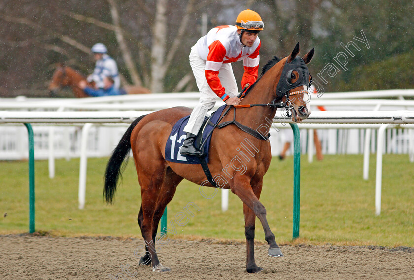 Princess-Asta-0001 
 PRINCESS ASTA (Alexander Pietsch) Lingfield 3 Feb 2018 - Pic Steven Cargill / Racingfotos.com