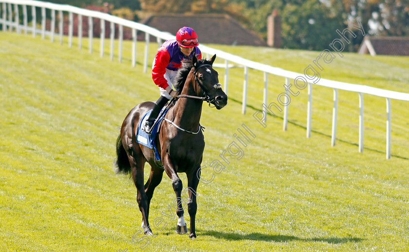 Romanised-0001 
 ROMANISED (Shane Foley) Sandown 2 Sep 2017 - Pic Steven Cargill / Racingfotos.com