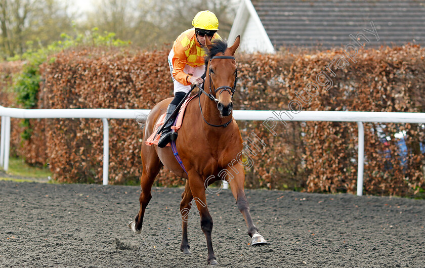 Lone-Piper-0001 
 LONE PIPER (Jack Mitchell)
Kempton 3 Apr 2024 - Pic Steven Cargill / Racingfotos.com