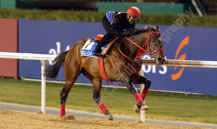 Full-Flat-0001 
 FULL FLAT training for the Godolphin Mile
Meydan, Dubai, 23 Mar 2022 - Pic Steven Cargill / Racingfotos.com