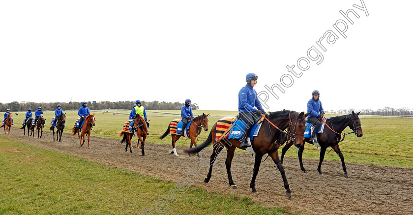 Newmarket-0004 
 A string of racehorses from Godolphin walk back to their stables after exercising on Warren Hill Newmarket 23 Mar 2018 - Pic Steven Cargill / Racingfotos.com