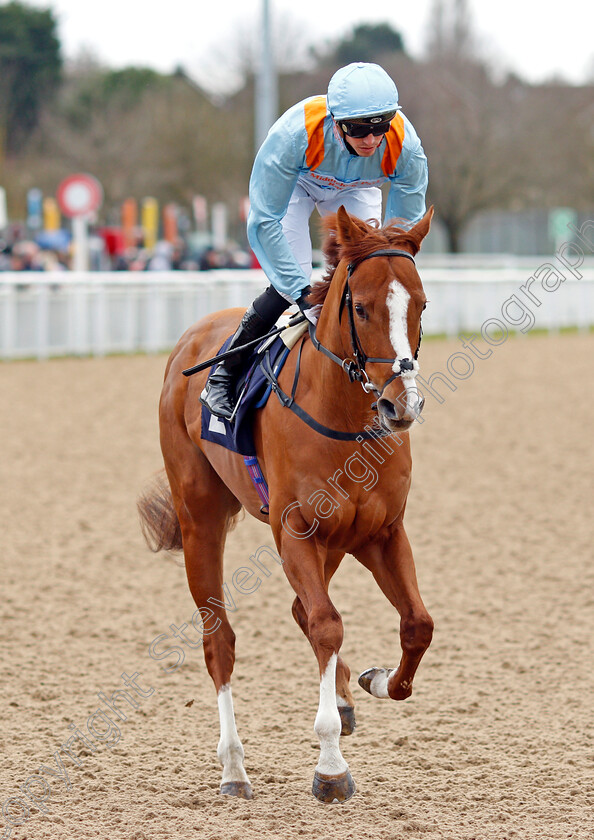 How-Impressive-0001 
 HOW IMPRESSIVE (James Doyle)
Wolverhampton 12 Mar 2022 - Pic Steven Cargill / Racingfotos.com