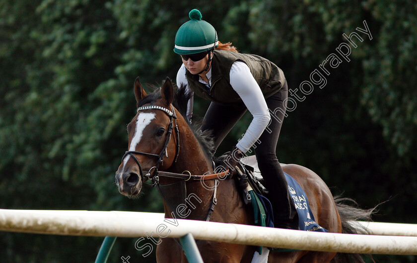 Yoshida-0013 
 American trained YOSHIDA on the gallops in Newmarket ahead of his Royal Ascot challenge
Newmarket 14 Jun 2018 - Pic Steven Cargill / Racingfotos.com