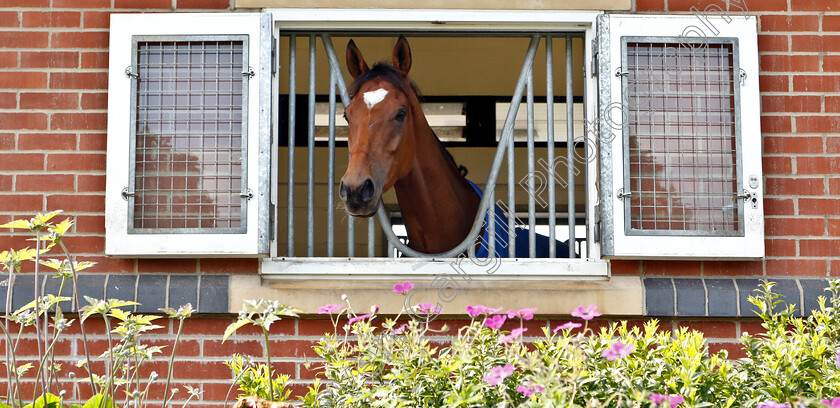 Cross-Counter-0001 
 CROSS COUNTER 
Moulton Paddocks, Newmarket 28 Jun 2019 - Pic Steven Cargill / Racingfotos.com