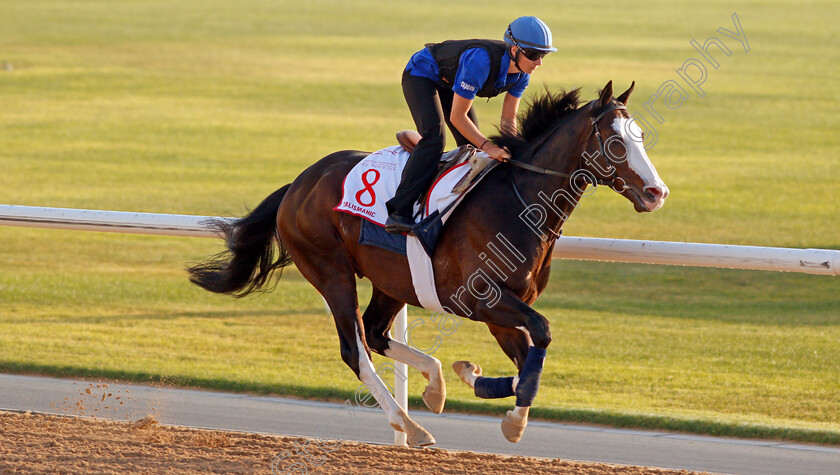 Talismanic-0008 
 TALISMANIC exercising in preparation for The Dubai World Cup Meydan 28 Mar 2018 - Pic Steven Cargill / Racingfotos.com