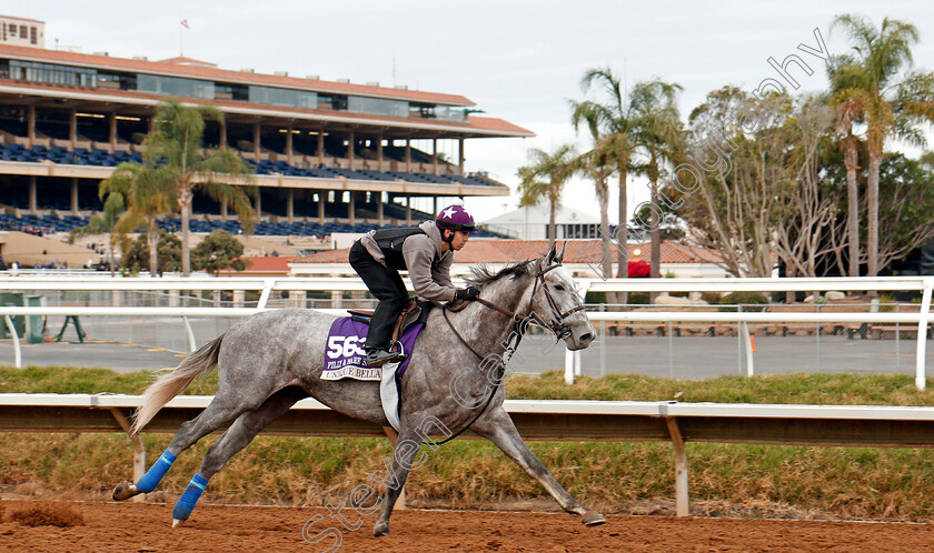 Unique-Bella-0001 
 UNIQUE BELLA training for The Breeders' Cup Filly & Mare Sprint at Del Mar 2 Nov 2017 - Pic Steven Cargill / Racingfotos.com