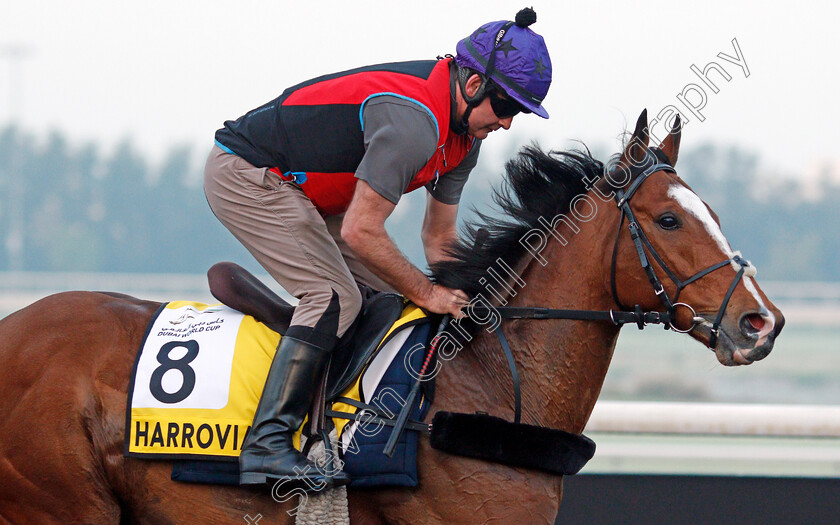 Harrovian-0002 
 HARROVIAN training for the Dubai Turf
Meydan, Dubai, 22 Mar 2022 - Pic Steven Cargill / Racingfotos.com