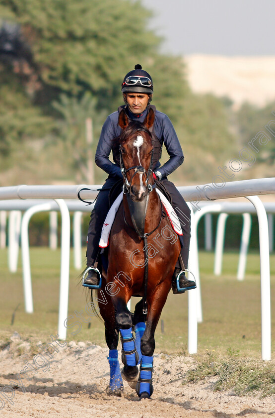 Global-Giant-0001 
 GLOBAL GIANT training for the Bahrain International Trophy
Rashid Equestrian & Horseracing Club, Bahrain, 19 Nov 2020 - Pic Steven Cargill / Racingfotos.com