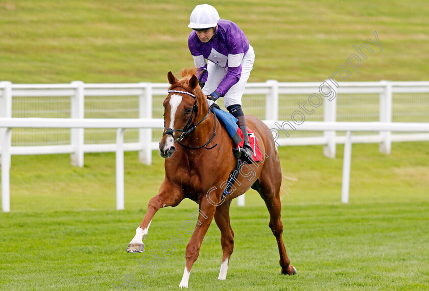 Pantile-Warrior-0002 
 PANTILE WARRIOR (Robert Havlin)
Sandown 25 Jul 2024 - Pic Steven Cargill / Racingfotos.com