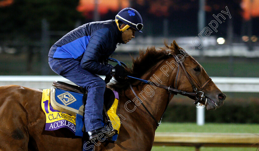 Accelerate-0004 
 ACCELERATE exercising ahead of The Breeders' Cup Classic
Churchill Downs 30 Oct 2018 - Pic Steven Cargill / Racingfotos.com