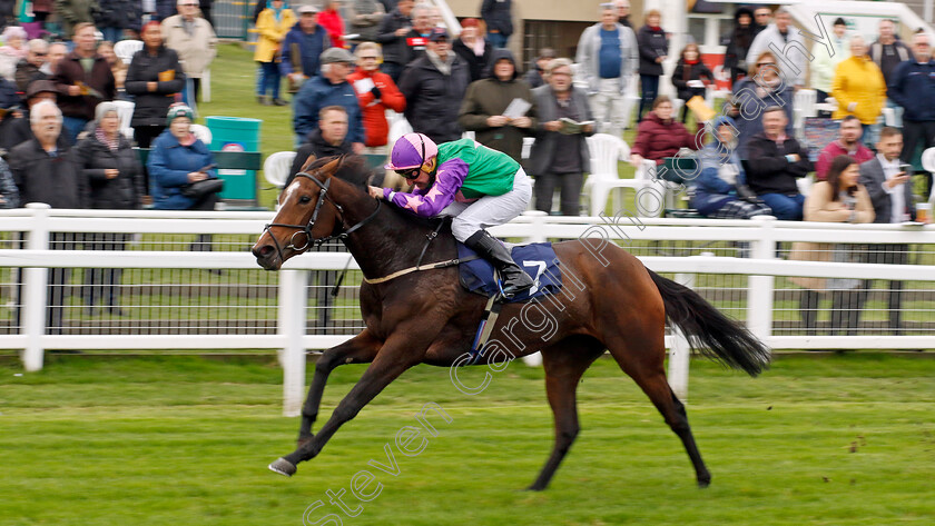 Bush-Rose-0003 
 BUSH ROSE (John Egan) wins The Bresbet Rewards Loyalty Handicap
Yarmouth 16 Oct 2023 - Pic Steven Cargill / Racingfotos.com