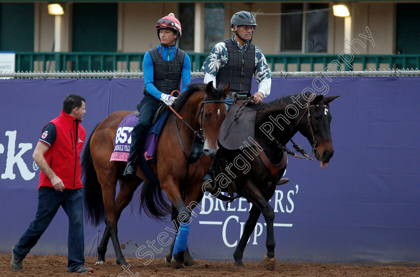 Juliet-Capulet-0003 
 LADY CAPULET training for The Breeders' Cup Juvenile Fillies Turf at Del Mar USA, 1 Nov 2017 - Pic Steven Cargill / Racingfotos.com