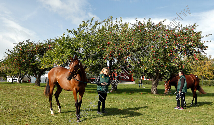 Stockholm-Yearling-Sale-0004 
 Scene before Stockholm Yearling Sale
Bro, Sweden 22 Sep 2018 - Pic Steven Cargill / Racingfotos.com