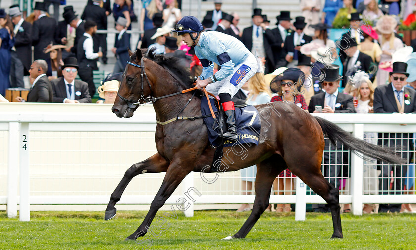 Milford-0001 
 MILFORD (Clifford Lee)
Royal Ascot 20 Jun 2024 - Pic Steven Cargill / Racingfotos.com