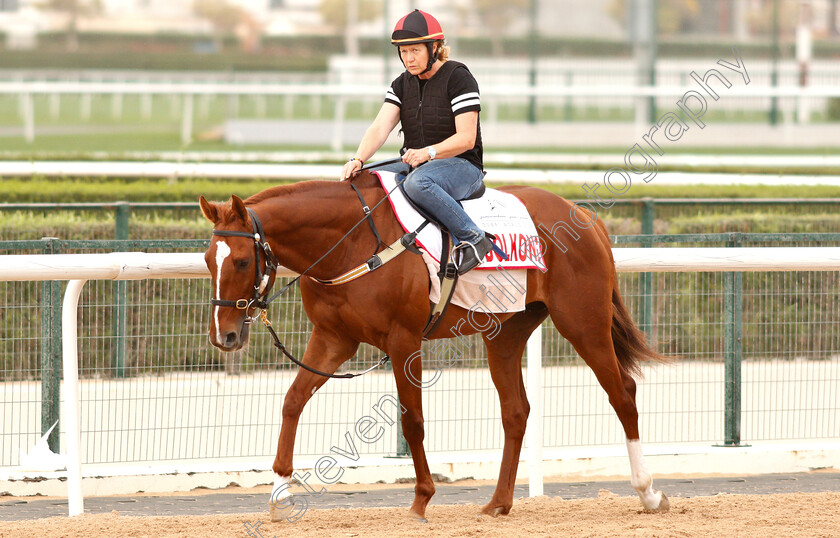 Dolkong-0001 
 DOLKONG training for the Dubai World Cup
Meydan 27 Mar 2019 - Pic Steven Cargill / Racingfotos.com