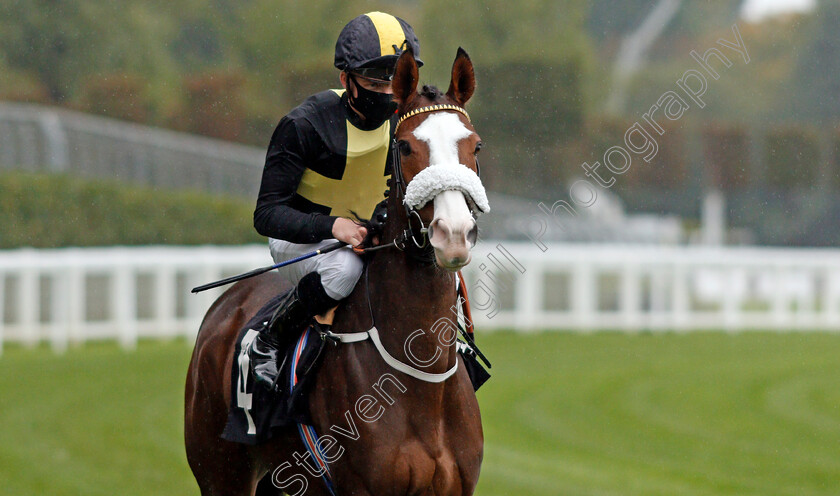 Table-Mountain-0002 
 TABLE MOUNTAIN (Rob Hornby)
Ascot 2 Oct 2020 - PIc Steven Cargill / Racingfotos.com